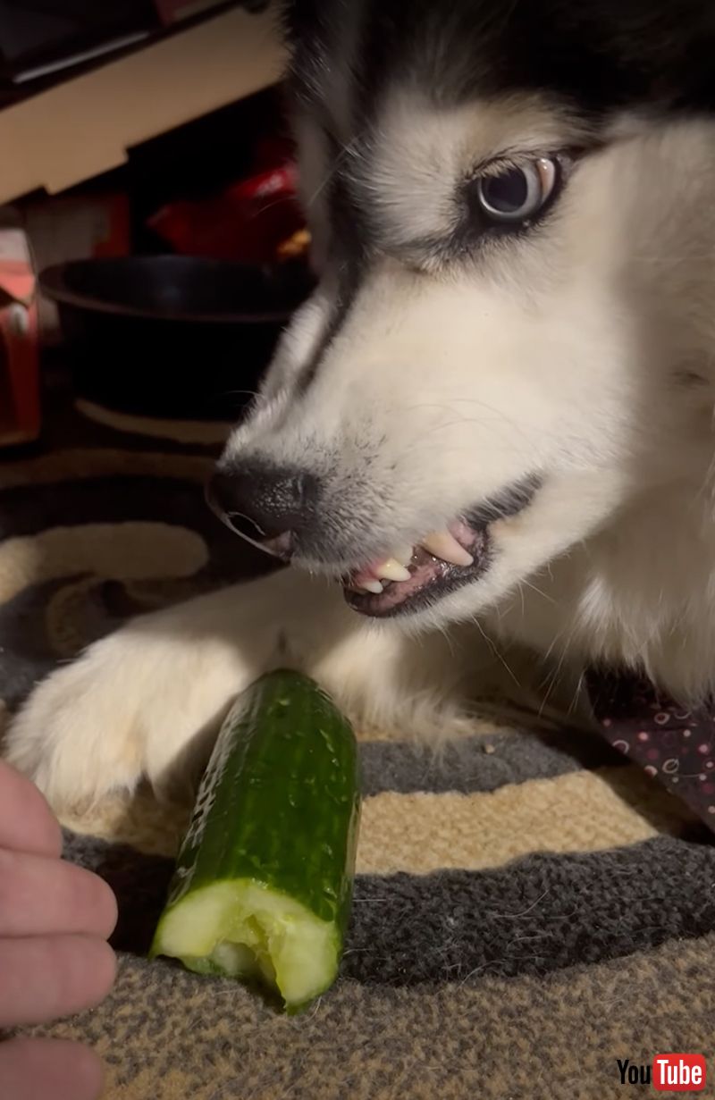 犬 きゅうりは渡さない ムキー 飼い主がなでると 表情がガラッと変わるワンコがかわいい 米 1 2 ページ ねとらぼ