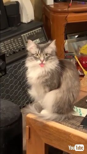 舌を出す猫ちゃん