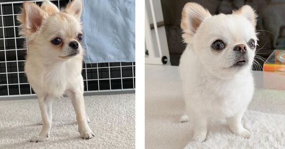 愛犬の0歳 3歳の成長を見てみると 足 短くなったん 衝撃のビフォーアフターに飼い主もビックリ ねとらぼ