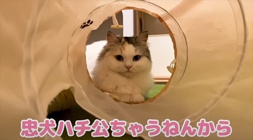 猫の名前を パパとママが同時に呼んだ結果 猫 えっ ほしかま まさかの反応に 爆笑しました の声 ねとらぼ