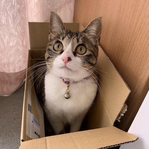 箱好きな猫