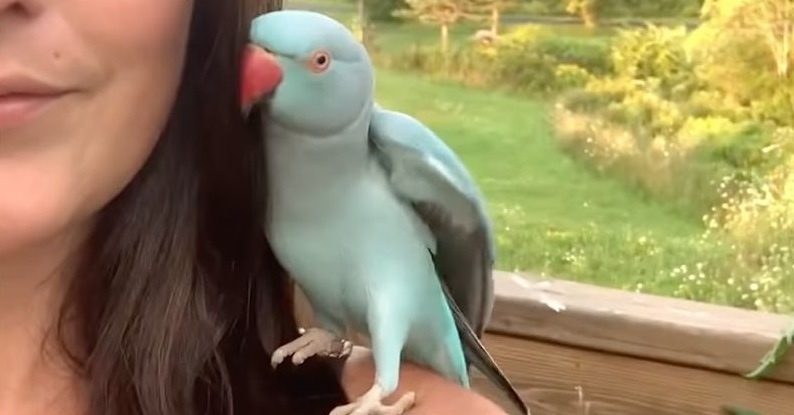 インコ「ん～まっ！」 カメラに向かってキスをする、アイドルのような