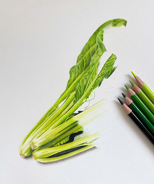 色鉛筆で描いた小松菜　手で掴んで持ち上げられそうなほどリアルですごい