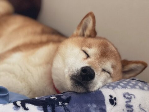 寝てる柴犬さん