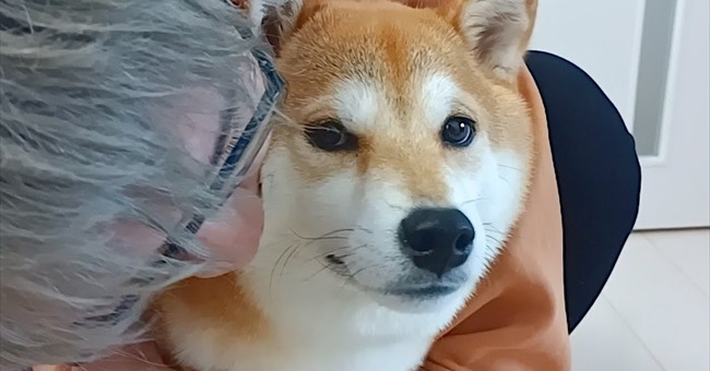 大好きなお兄ちゃんと再会した柴犬 うれしすぎて まばゆい笑顔と甘えるしぐさに まるで彼女みたい の声 ねとらぼ