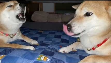 散歩拒否する姉柴犬 すると 妹柴犬 一緒に行こうよ 必死に説得する光景が笑って癒やされる ねとらぼ 散歩拒否する姉柴犬 すると 妹柴犬 一緒に行こうよ 必死に説得する光景が笑って癒やされる ねとらぼ