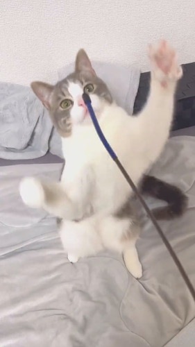 棒を捕まえたい猫