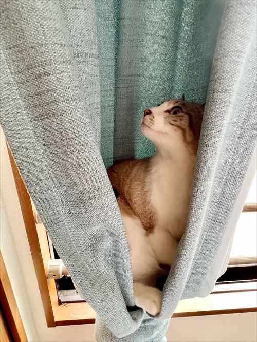 カーテンに入る猫