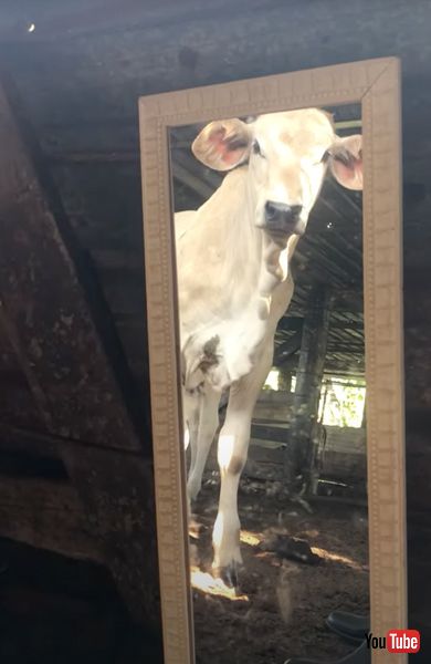 初めて鏡を見る子牛