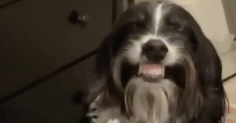 犬が歯を見せながら ニッ 満面の笑みに思わず見ているこちらも笑ってしまう 米 1 2 ページ ねとらぼ