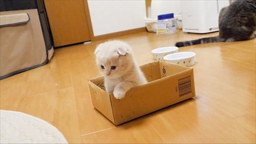 箱に入る子猫