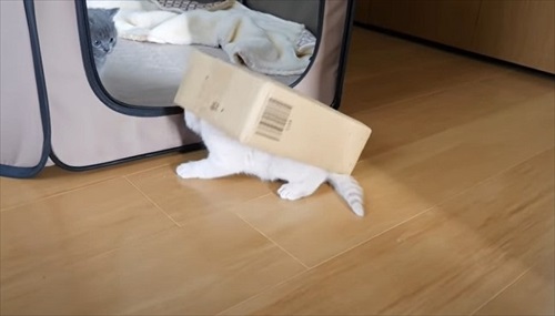 箱が付いてくる子猫