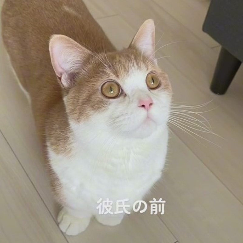 彼氏と飼い主の前で態度が違いすぎる猫 2つの顔を使い分ける姿に 猫が猫かぶってる 分かりやすい三角関係 ねとらぼ