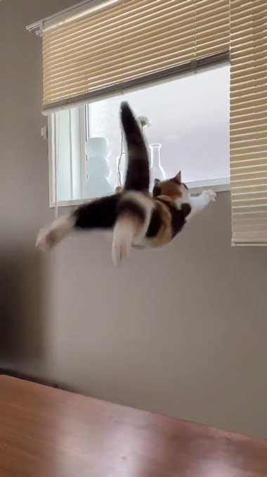 ジャンプした猫