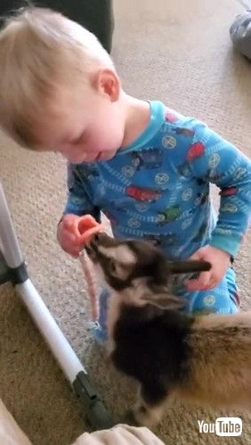 「Baby Gives a Binki to Baby Goat Millie || ViralHog」