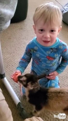 uBaby Gives a Binki to Baby Goat Millie || ViralHogv