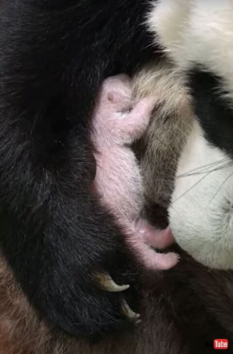 生れたばかりのパンダの赤ちゃん