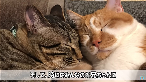 眠る猫ちゃん2匹