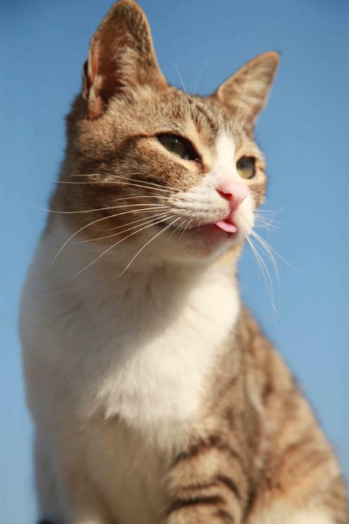 舌ペロ猫ちゃん