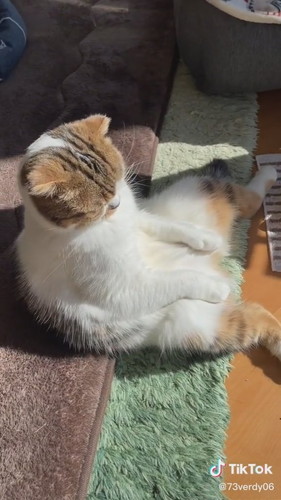 日なたぼっこしている猫