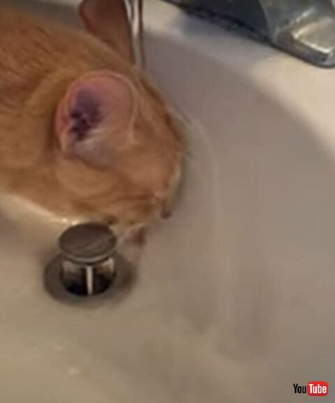 水を浴びる猫ちゃん