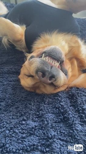 歯を見せて眠る犬