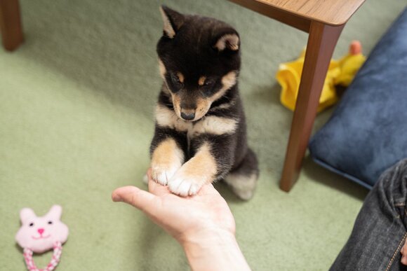 お手 を覚えた子柴犬 披露してみると まさかの新技に 進化したお手 かわいすぎる の声 ねとらぼ