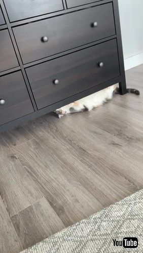 床に潜る猫