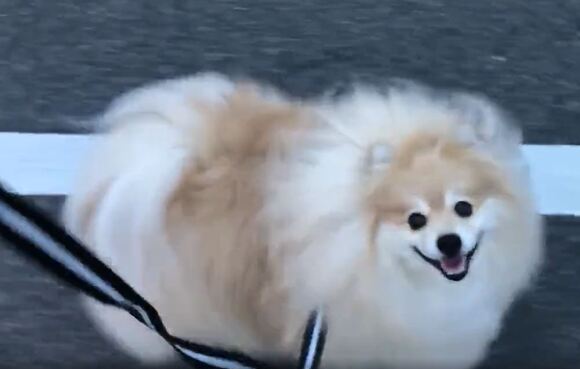 前を見て 前を見て 散歩中 飼い主しか見ない笑顔のポメラニアンがかわいすぎると万いいね