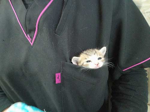 ポケット 子猫 入れる 習性 動物病院 スタッフ 保護猫