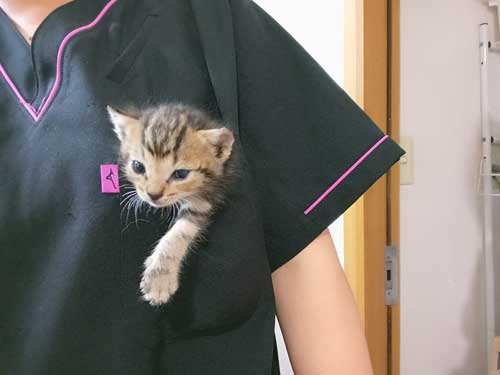 ポケット 子猫 入れる 習性 動物病院 スタッフ 保護猫