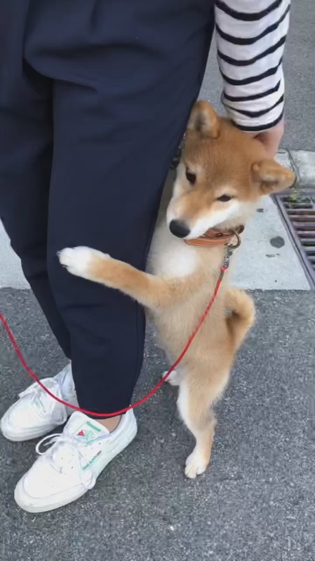 はじめてのお散歩 にドキドキの子柴犬 二足立ちで飼い主にしがみつく姿がいとおしくてキュンとする ねとらぼ