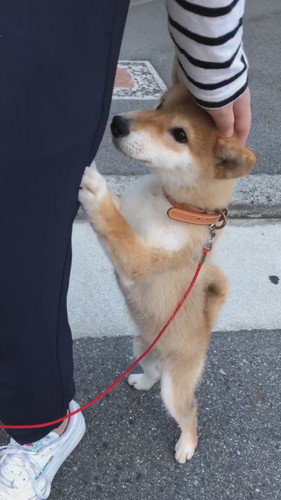 はじめてのお散歩 にドキドキの子柴犬 二足立ちで飼い主にしがみつく姿がいとおしくてキュンとする ねとらぼ