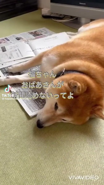 新聞の上に寝転ぶ柴犬
