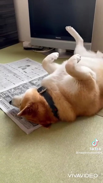 新聞の上の柴犬