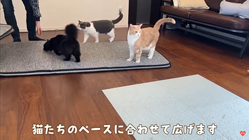 猫ちゃんのペースに合わせて