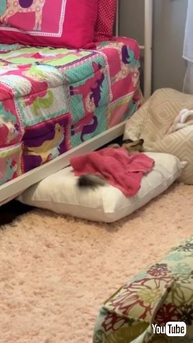 枕をベッドにする犬