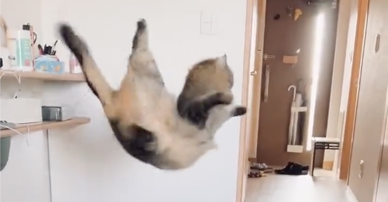 おもちゃを追いかける猫 猫背を忘れてエビ反りジャンプ アクロバティックすぎる空中技に興奮が止まらない 1 2 ページ ねとらぼ