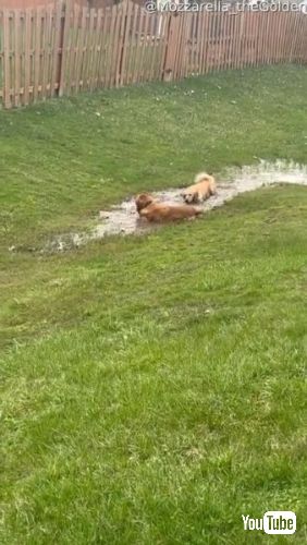 泥水で遊ぶワンコ