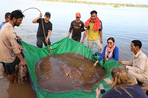 なんと全長393センチ……！　カンボジアの保護団体がメコン川で巨大エイを捕獲