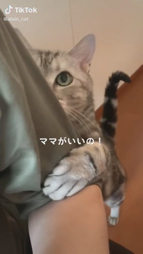 猫 ママがいいの 飼い主さんに抱きつき 必死にしゃべる姿が ネコの言葉理解出来てしまった と話題に ねとらぼ