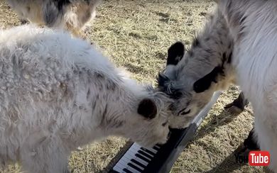 ピアノを鳴らす牛