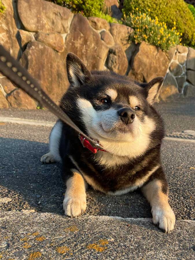 たった3歩で お散歩拒否 の柴犬さん かわいい全力の抵抗が 表情が愛おしい 吹きましたｗ と人気に ねとらぼ