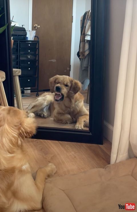 鏡に向かって怖い顔をする犬