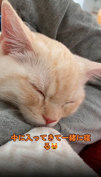 腕枕で寝る猫