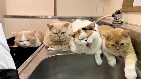 洗い物を見守る猫たち