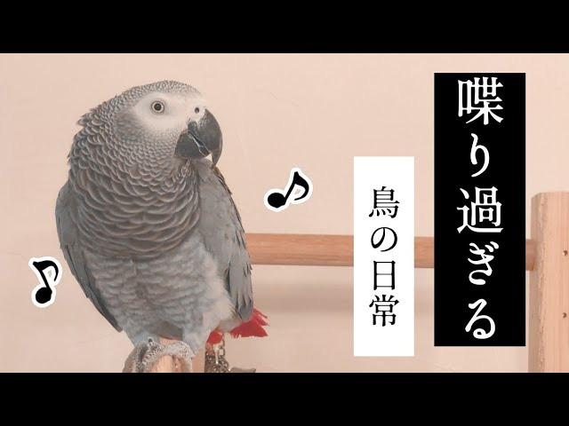 喋り過ぎる鳥と暮らすとこうなる インコと飼い主のハチャメチャな掛け合いが賢くて面白いと話題に ねとらぼ