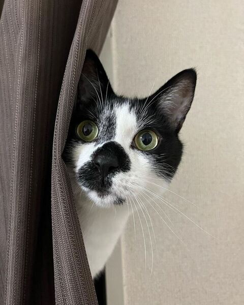 カーテンからのぞいてる猫