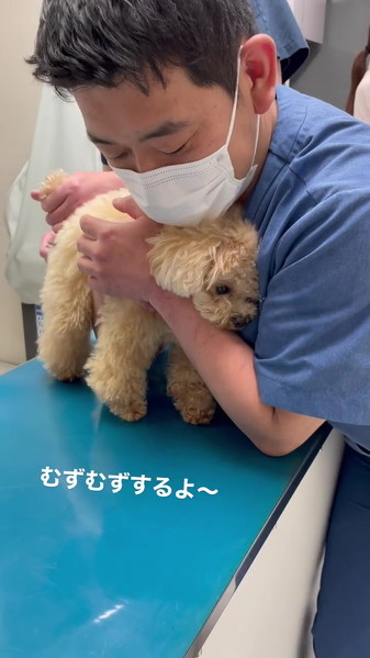 獣医師に抱っこされる犬