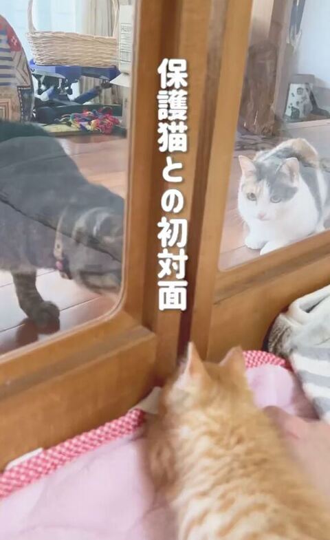 子猫を見てる2匹